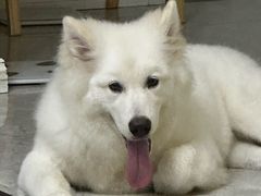-艾贝尔宠物医院·狂犬免疫点(江山金象城店)