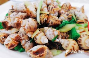 Salted Water Snail