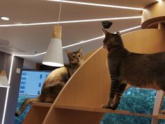 -CAT’S MEWSTAR CAFE·喵星球猫屋(晴湾咖啡店)