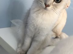 -喵的天空名猫咖啡馆·撸猫·猫舍·用品