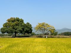 -良渚古城遗址公园
