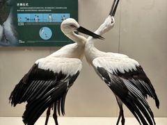 -天津自然博物馆