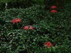 -杭州植物园