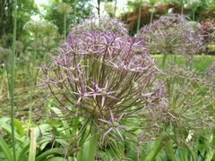 -上海鲜花港