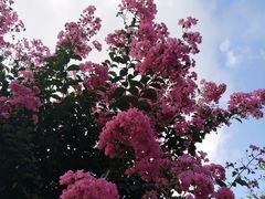 -武汉紫薇都市田园