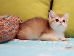 -Bastet sally猫舍购宠(静安店)