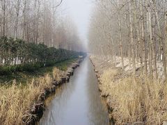 -合肥滨湖国家森林公园