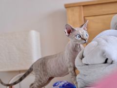 -momokira米努特·德文卷毛猫·棉花面纱犬