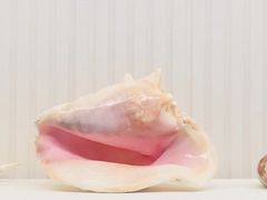 -青岛贝壳博物馆