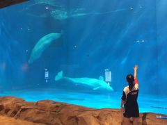 -华夏文旅海洋公园