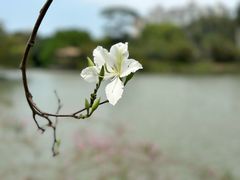 -中国科学院华南植物园