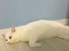 -喵的天空名猫咖啡馆·撸猫·猫舍·用品