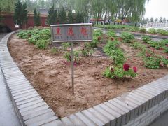 -神州牡丹园