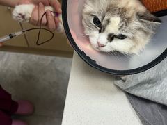 -瑞鹏宠物医院·骨外科·心肾科·肿瘤科(九亭店)