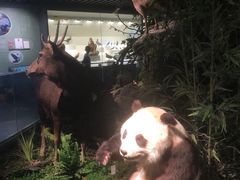 -四川大学博物馆
