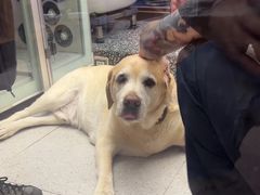 -FAELING PETS美天灵宠物(富力广场店)