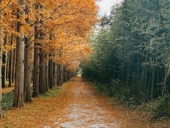 -黄海国家森林公园