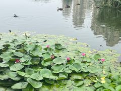 -前关湿地公园