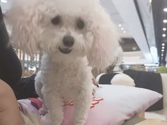 -柴犬小屋·柴餐厅·狗咖食堂(金鼎广场店)