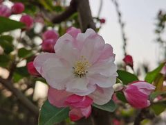 -大兴滨河森林公园