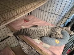 -瑞派福兴宠物医院犬猫全科·骨科·中西医结合(河东店)