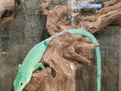 -酷以爬仙阁实体爬宠店·守宫·蜥蜴·专业繁育