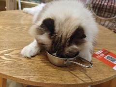 -藏猫猫咖啡主题馆(中央大道店)