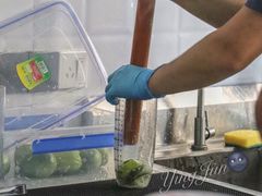 -林香柠·柠檬茶