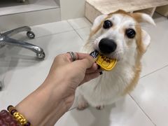 -当汪遇见喵宠物店