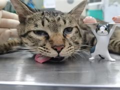 -瑞派动物医院·猫专科·至诚(江南中分院)