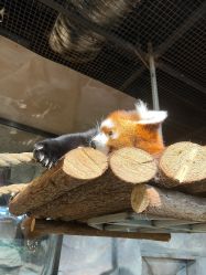 -Zoolung Zoolung动物主题公园(海信广场店)