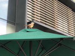 -星巴克(成都科学城店)