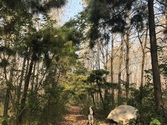 -合肥滨湖国家森林公园