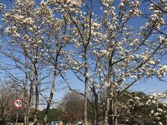 -上海共青森林公园