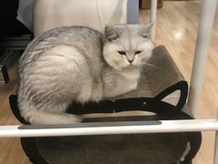-猫尾侦探俱乐部·剧本杀·狼人杀