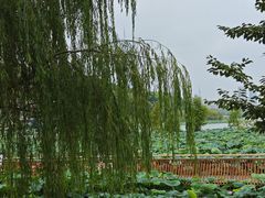 -世纪缘湖滨花园酒店(玄武湖店)