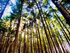 -塞罕坝国家级自然保护区