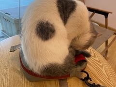 -猫咪派对(江南西店)