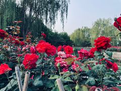 -东升八家郊野公园