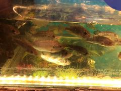 -泰国鱼疗足疗馆