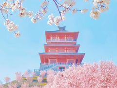 -古柏渡丰乐樱花园