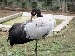-青藏高原野生动物园