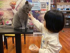 -猫小院猫主题咖啡厅(北锣店)