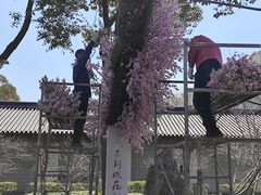 -南汇桃花村