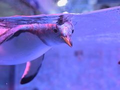 -芜湖新华联大白鲸海洋公园