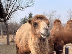 -济南野生动物世界