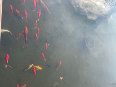 -梅园
