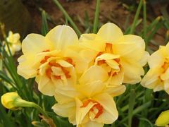 -石家庄市植物园