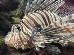 -上海海洋水族馆