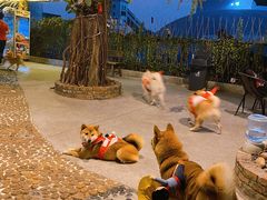 -柴犬高等学院·狗咖·柴犬售卖·宠物训练